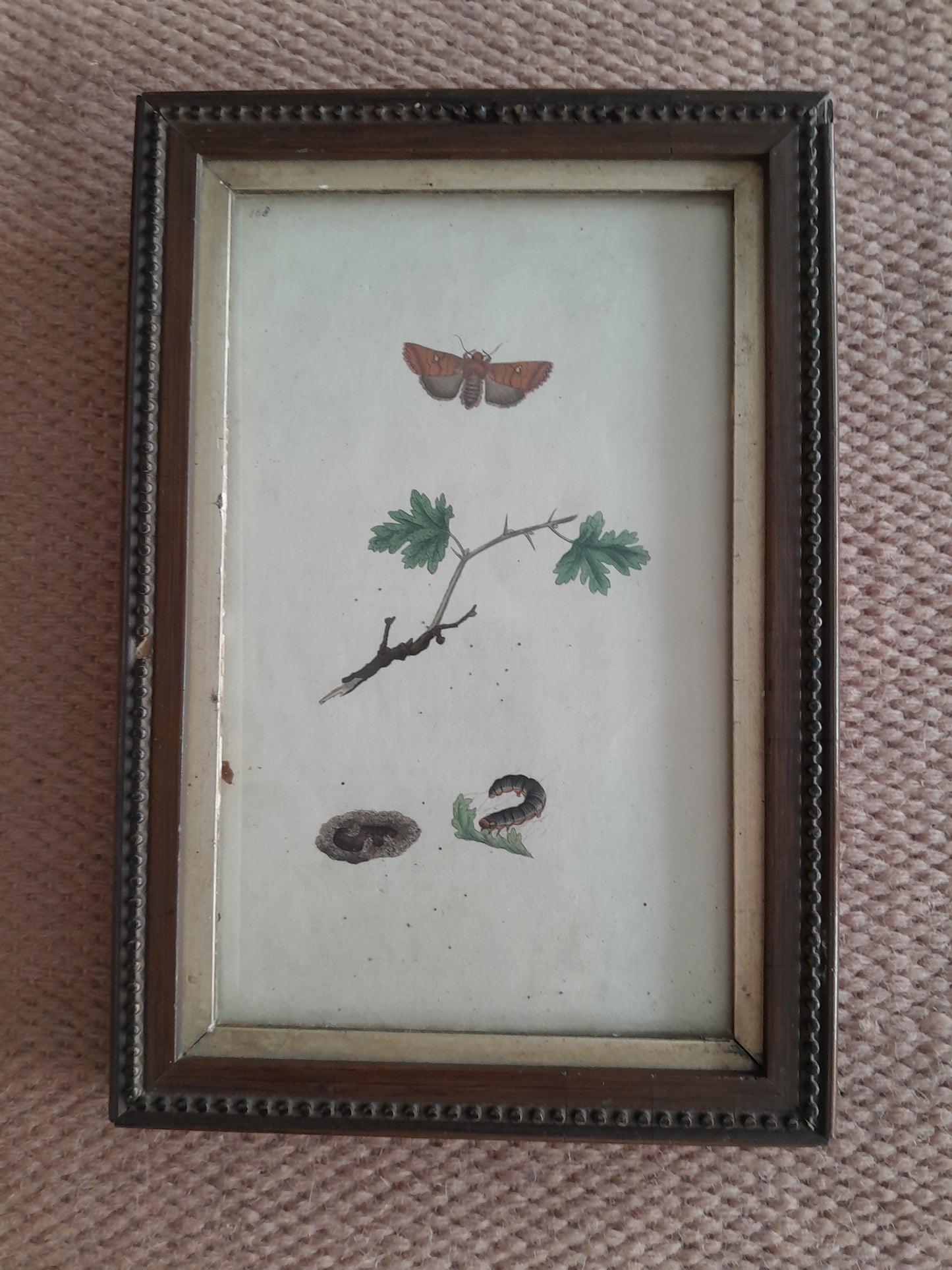 USEd 193 1795 hand coloured copper plate Satelite Moth in Georgian frame.