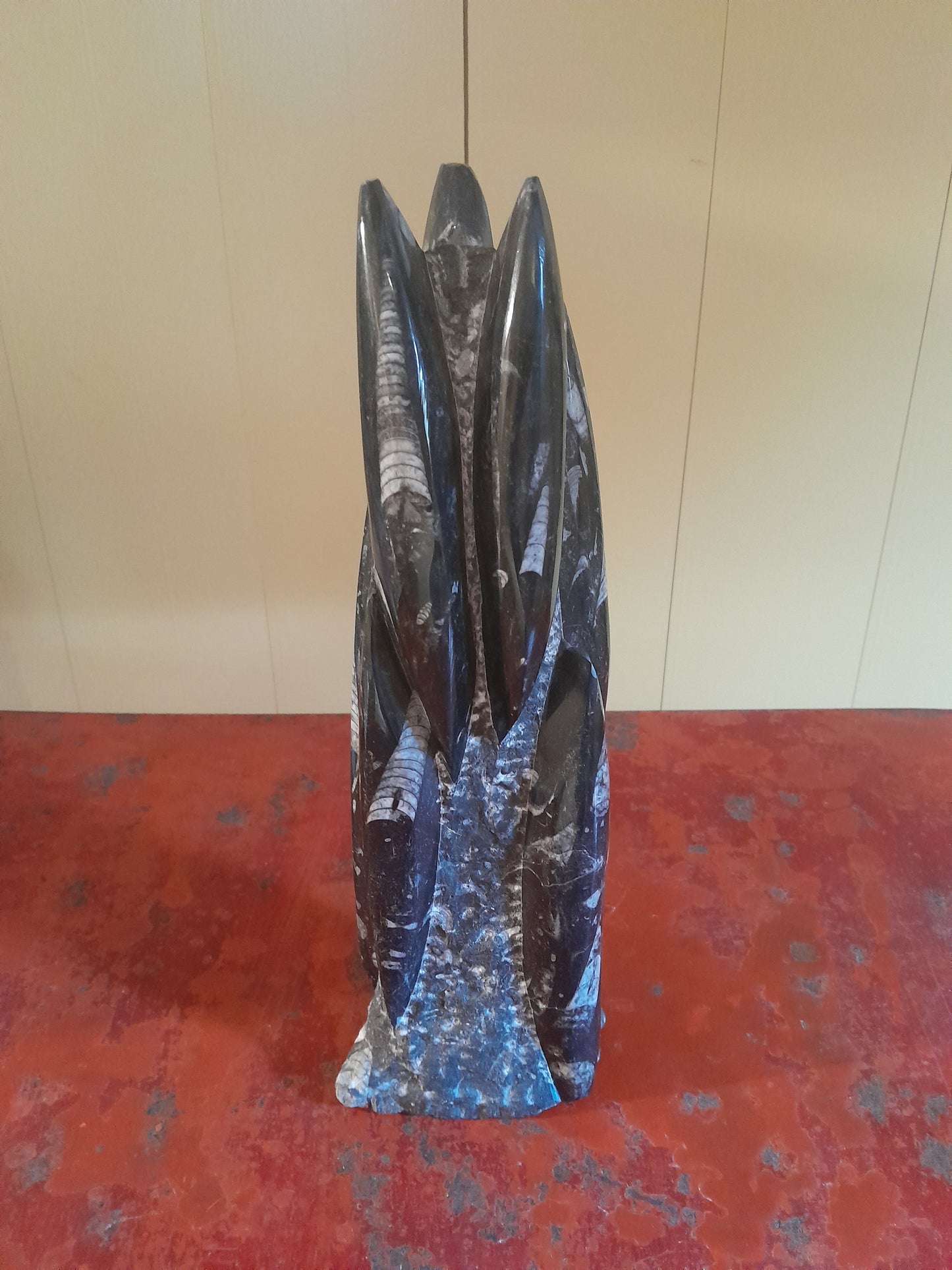 USEd 220 Orthoceras Fossil in Black Marble. Morocco, Devonian Era