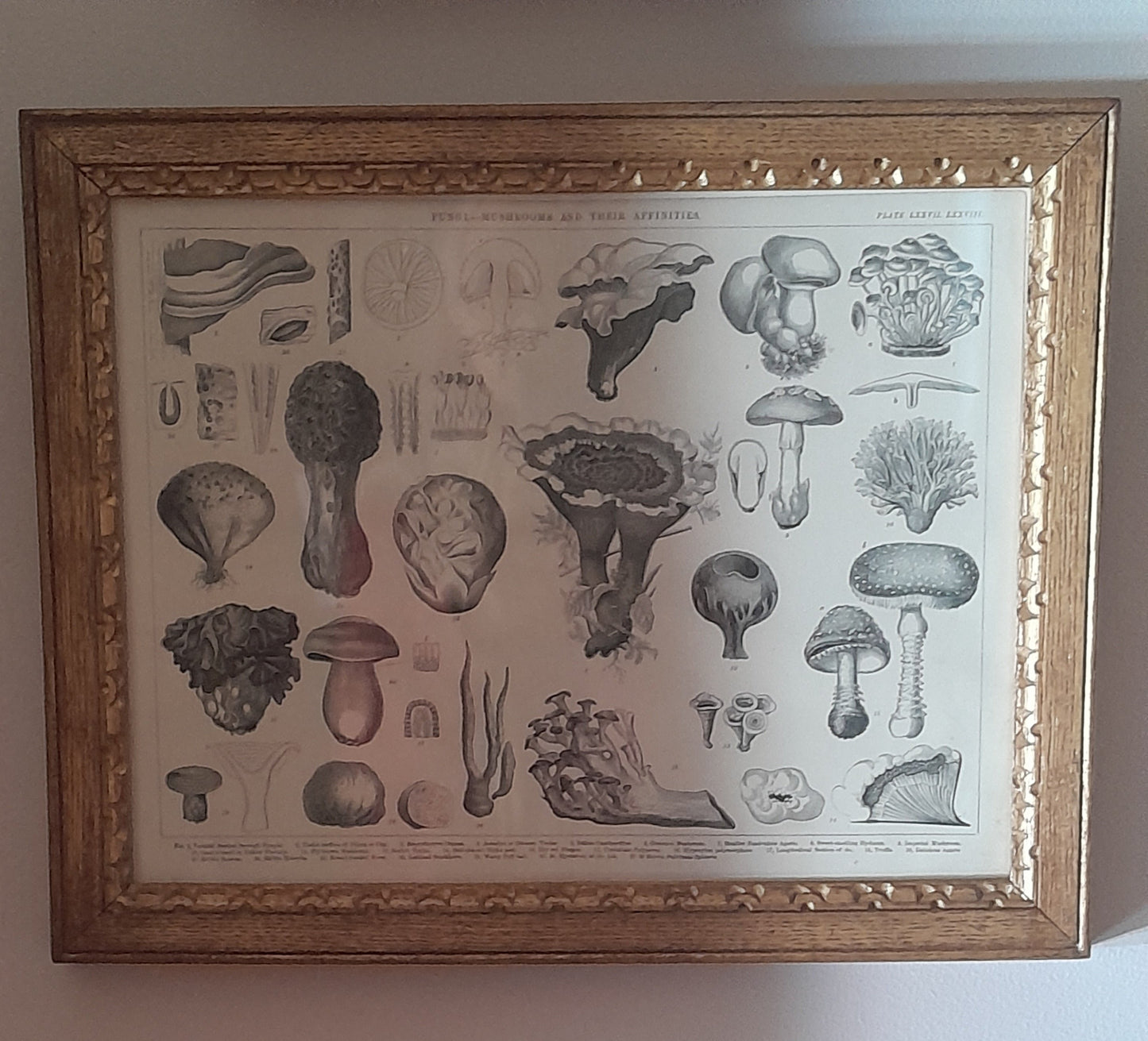 USEd 245 Fungi, Mushrooms And Their Affinities. Lithograph c. 1880. Victorian Frame