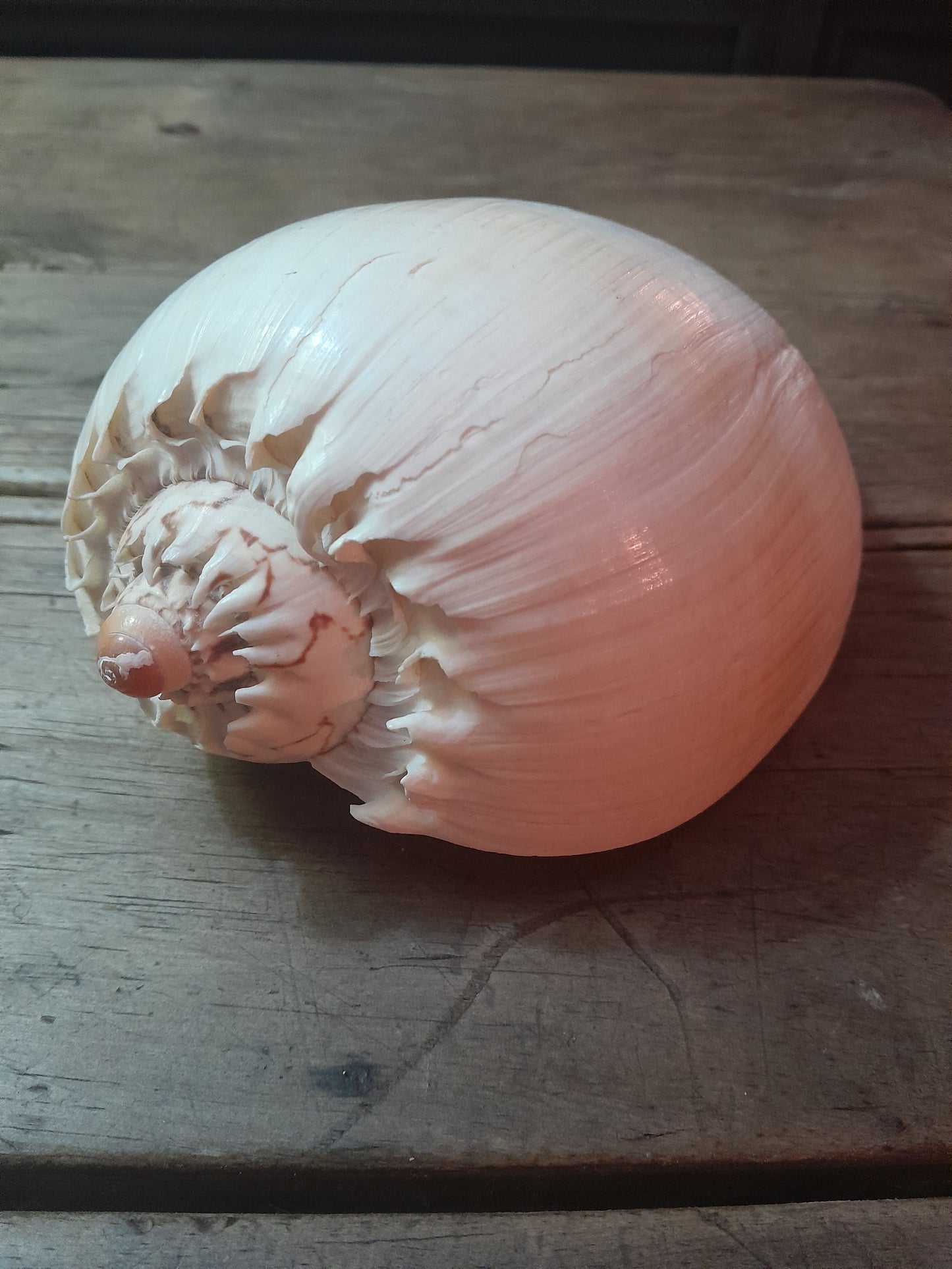 USEd 303 Melon, Crowned Baleur Shell