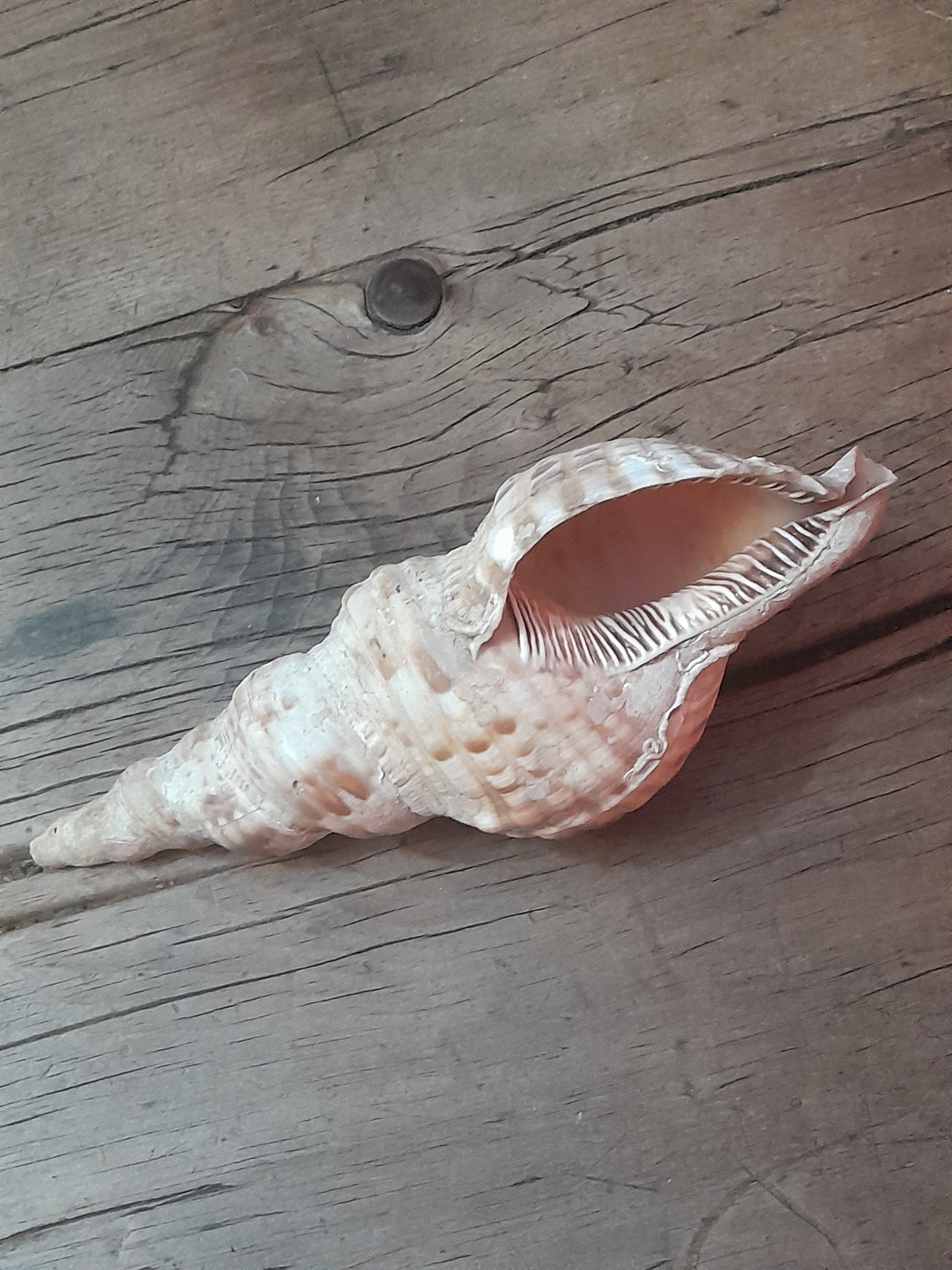 USEd 304 Charonia Tritonis (Tritons Trumpet) Conch