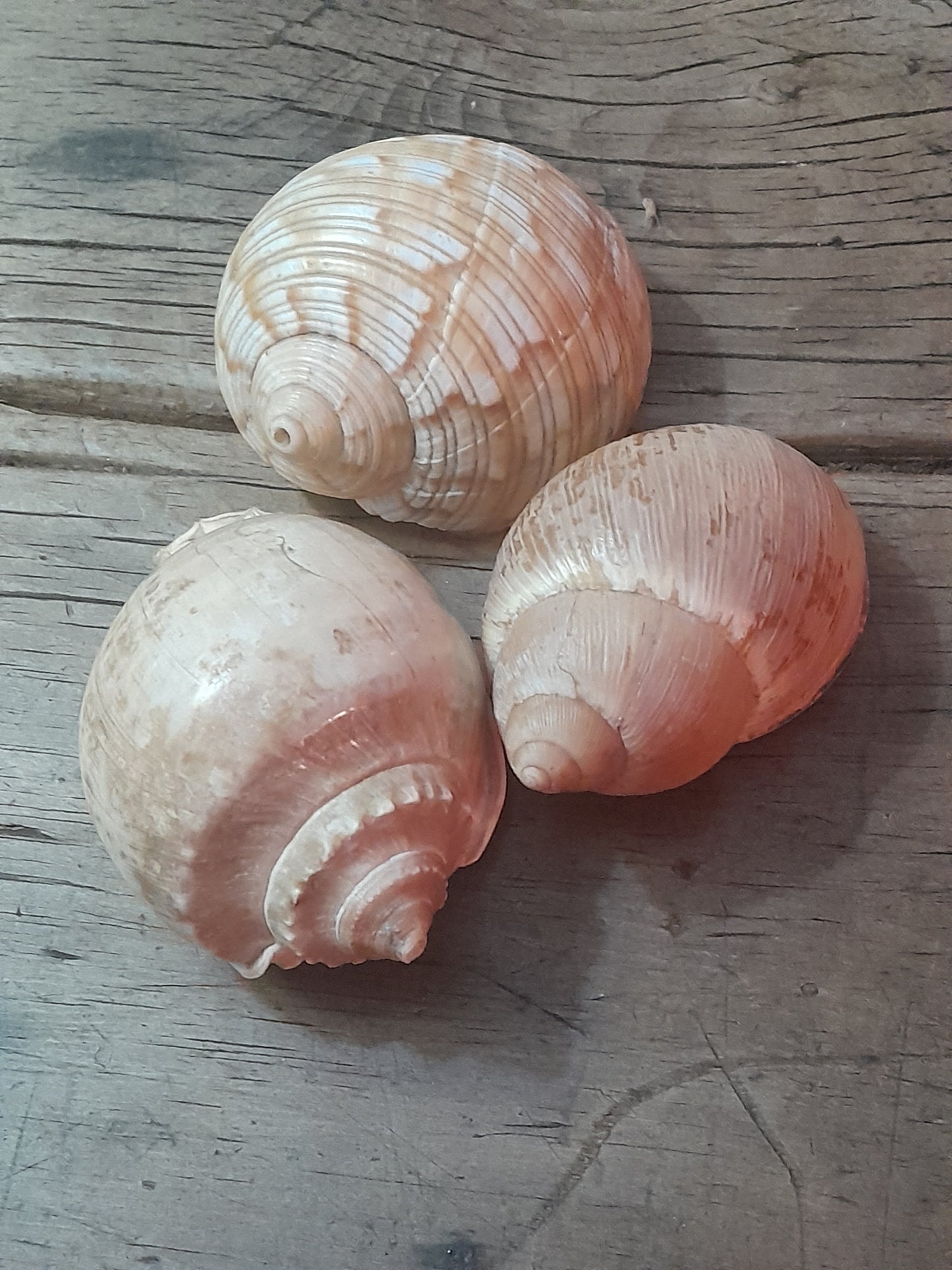 USEd 318 3 Small Tun Shells