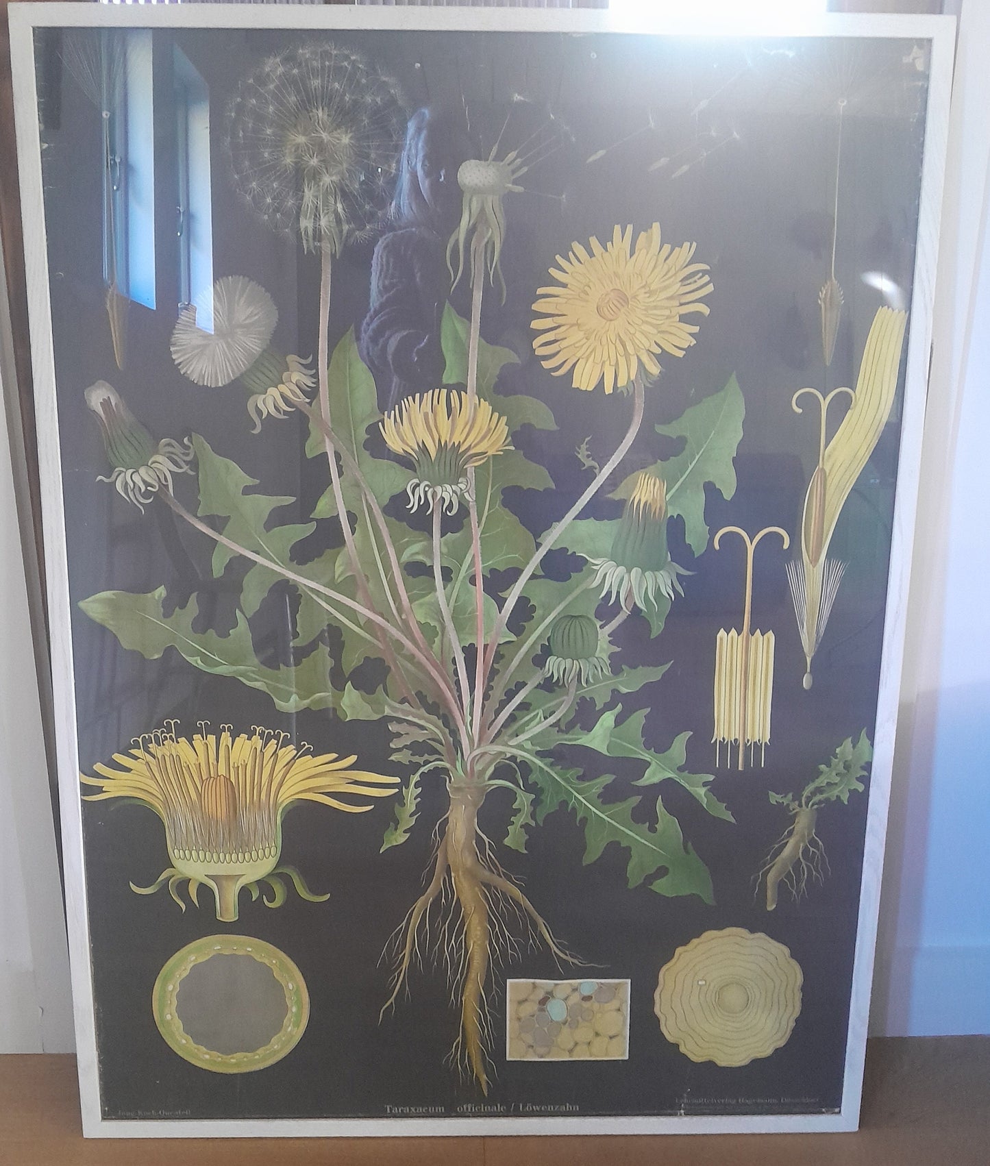 USEd 420 Vintage Framed German Educational Poster, Dandelion / Taraxacum officinale. Original, Jung Koch Quentell